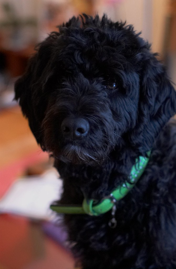 Are Portuguese Water Dogs Hypoallergenic? An Owner's Take