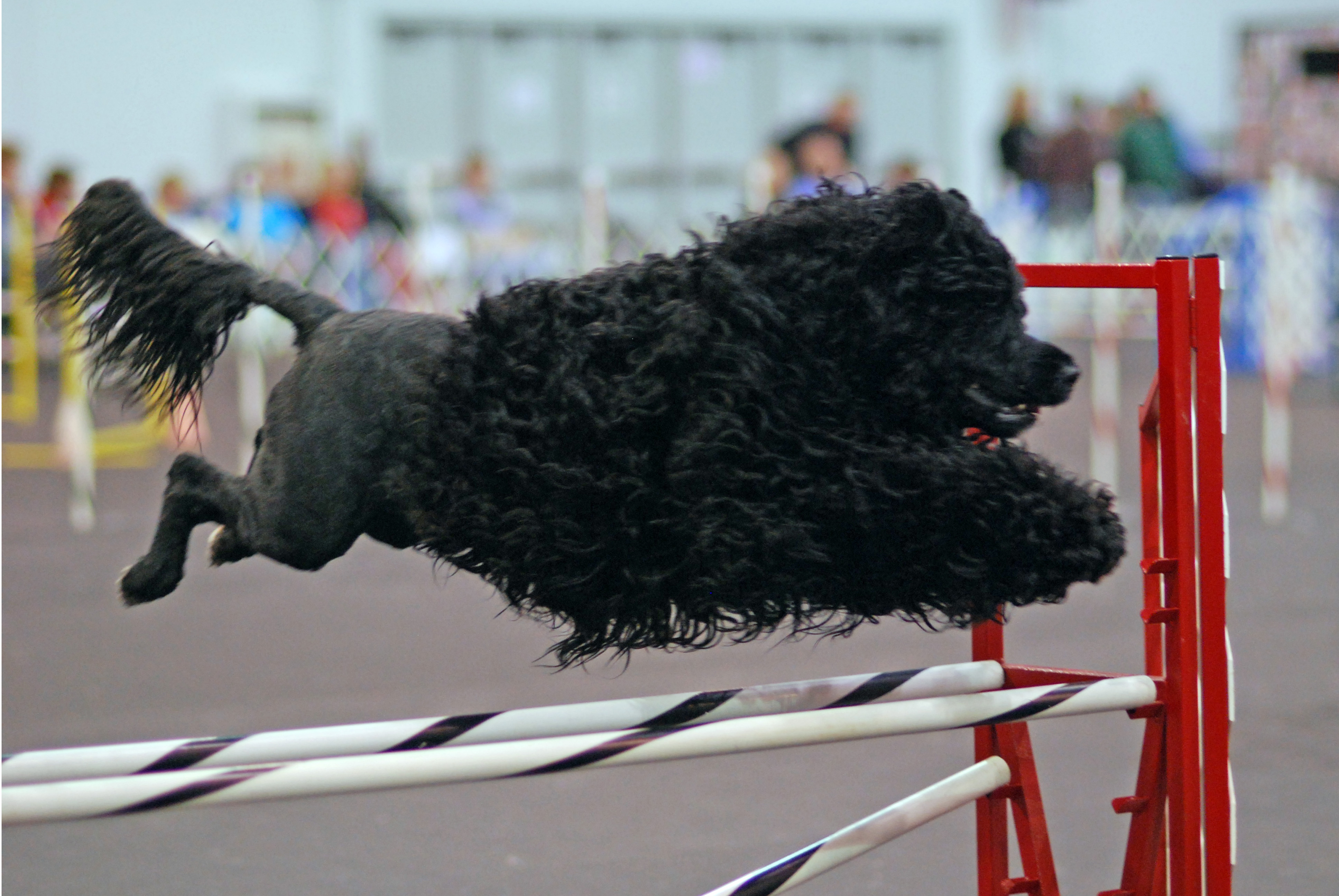 Are Portuguese Water Dogs Hypoallergenic? An Owner's Take