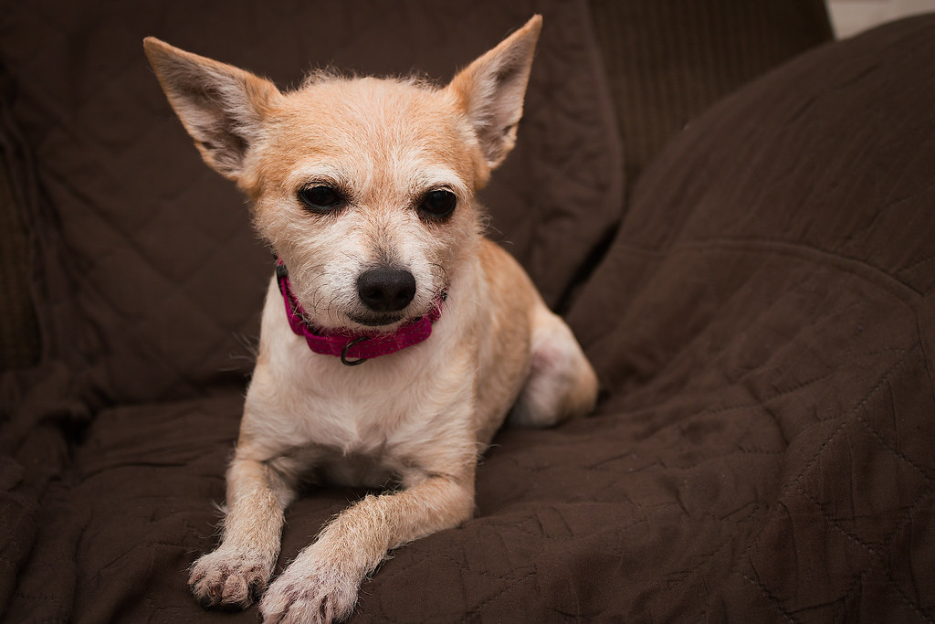 The Best Hypoallergenic Dog Breeds for Allergy Sufferers