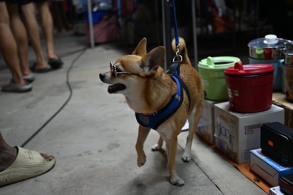 Buying a Hypoallergenic Dog: What to Check Before You Commit