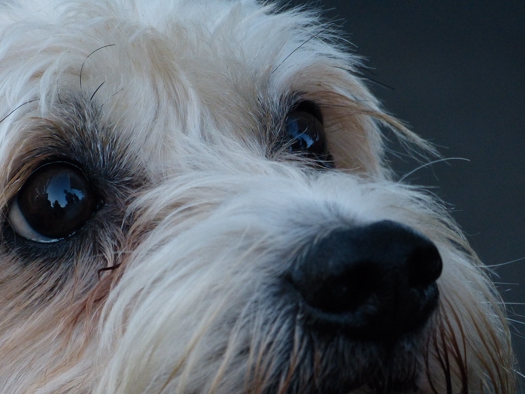Can a Dog Go Vegetarian? An Honest Look From a Veggie Owner