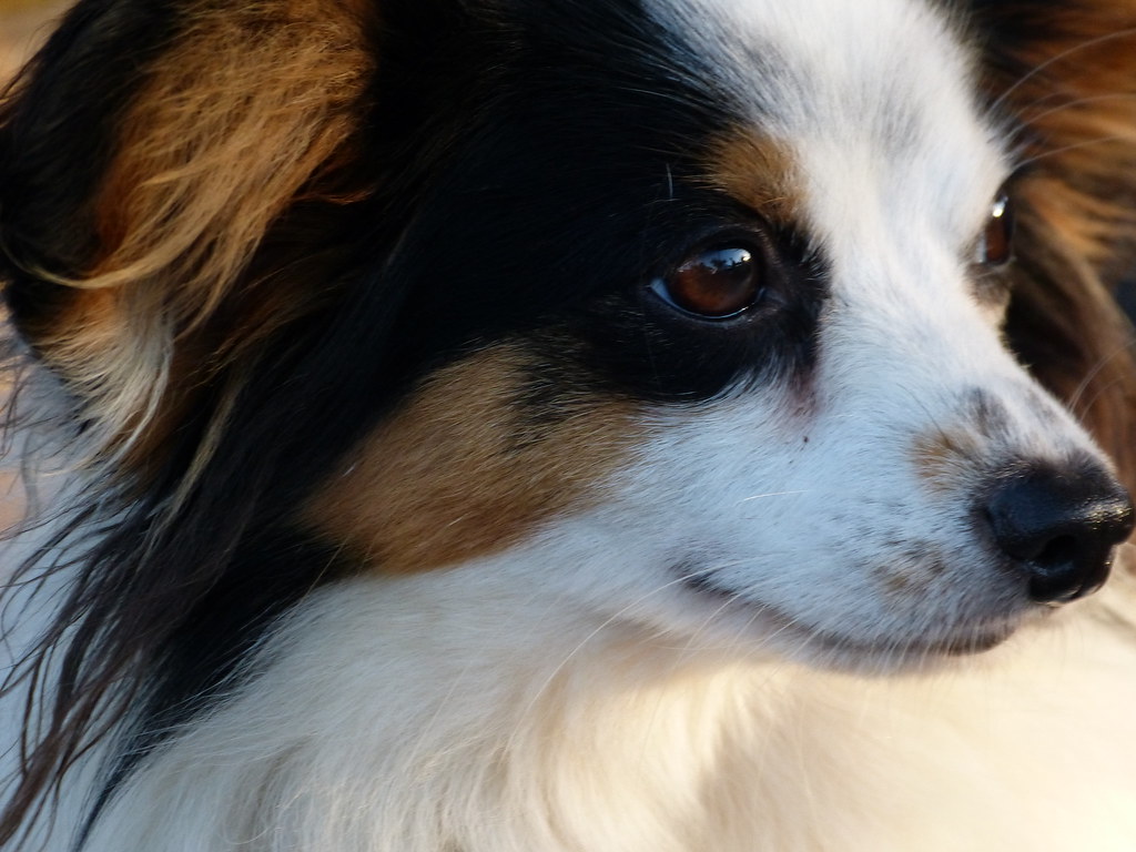 Can a Dog Go Vegetarian? An Honest Look From a Veggie Owner
