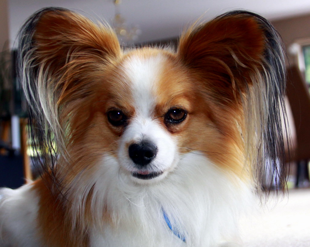Careers After Dog Grooming School: Your Options