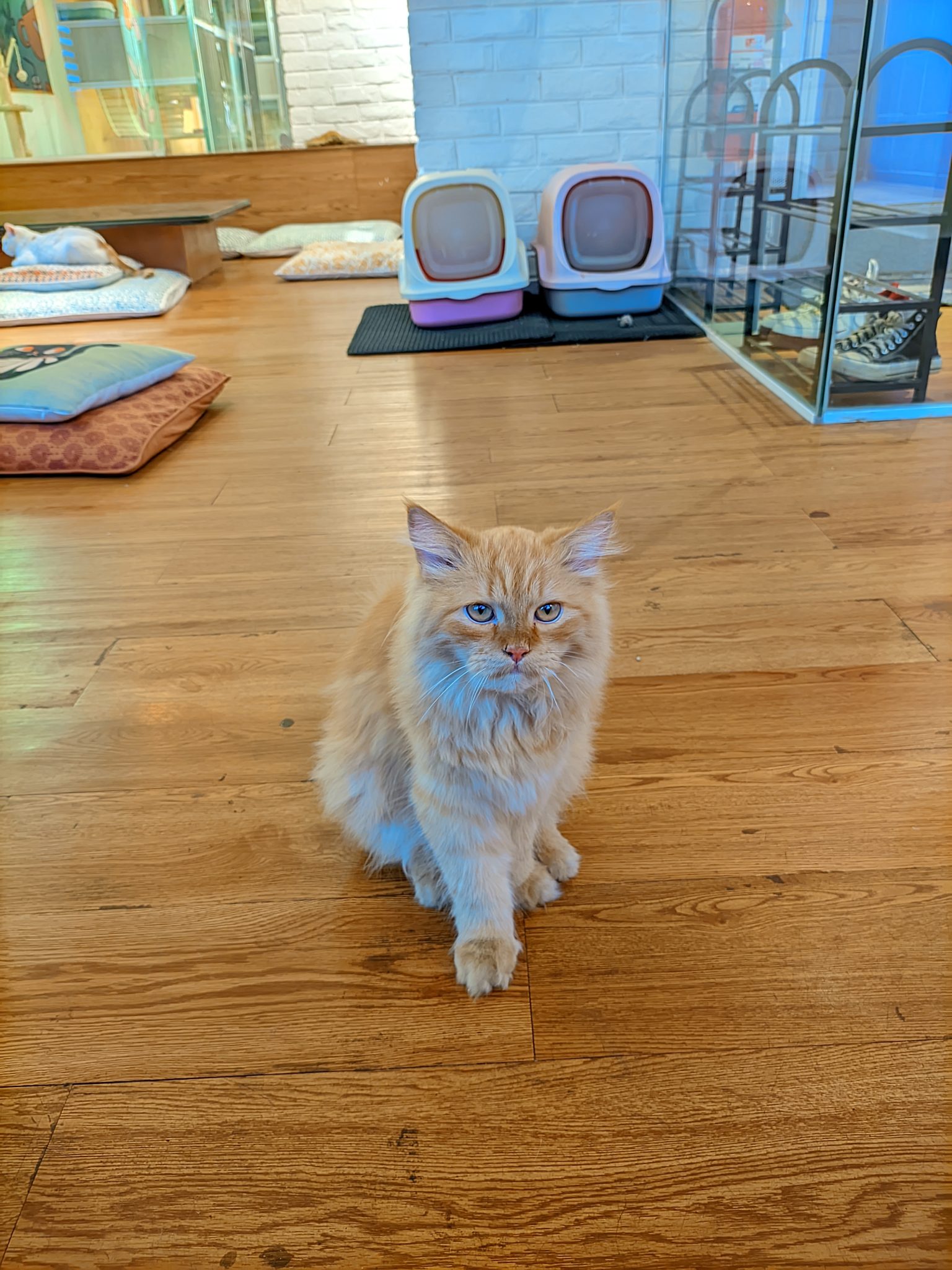 Cat Essentials Worth Buying (And the Gimmicks to Skip)