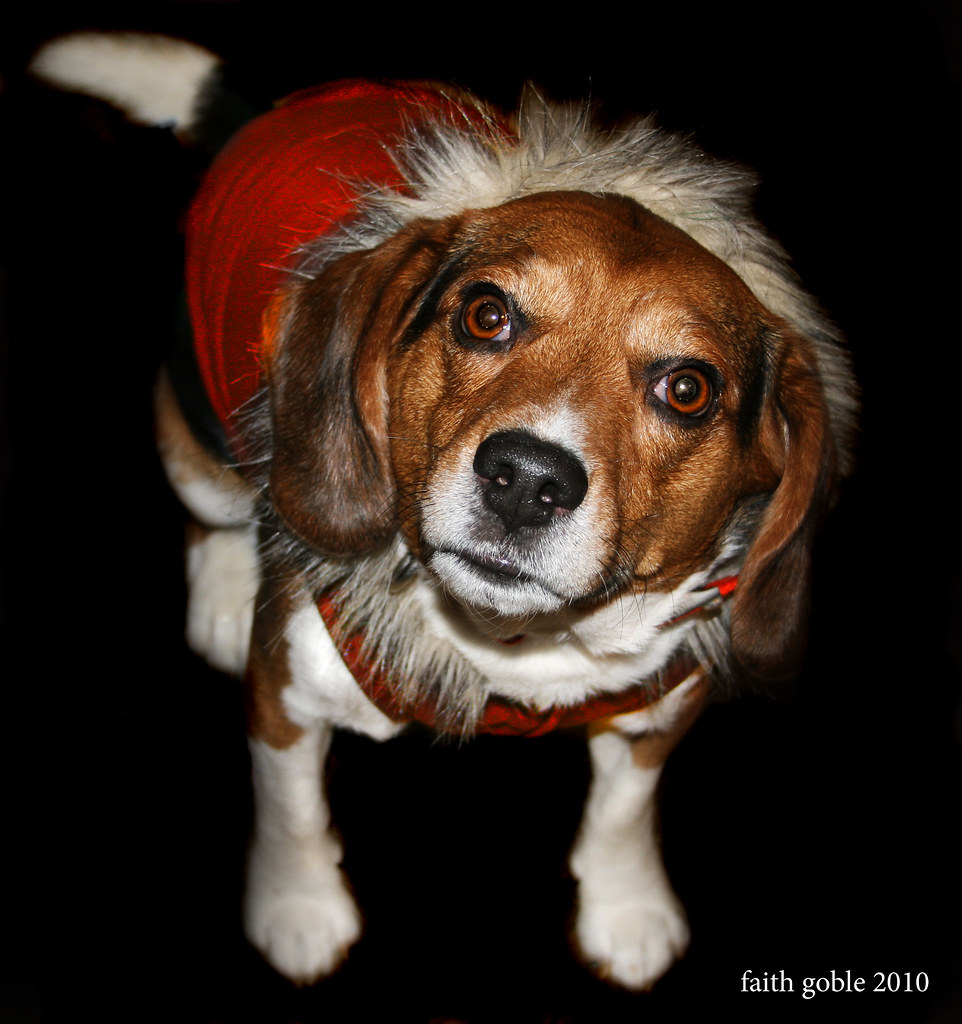 Clipping Your Dog's Coat the Right Way (It's an Art, Not Just a Chore)