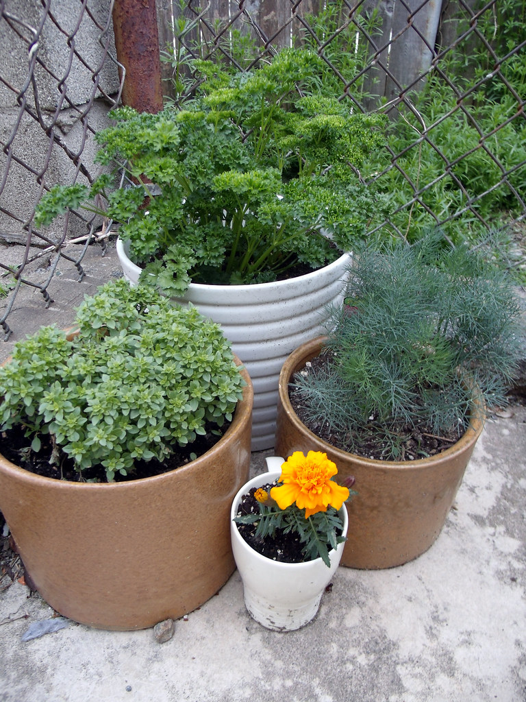 Hydroponic vs. Soil Seed Starting: Which Wins for Beginners?