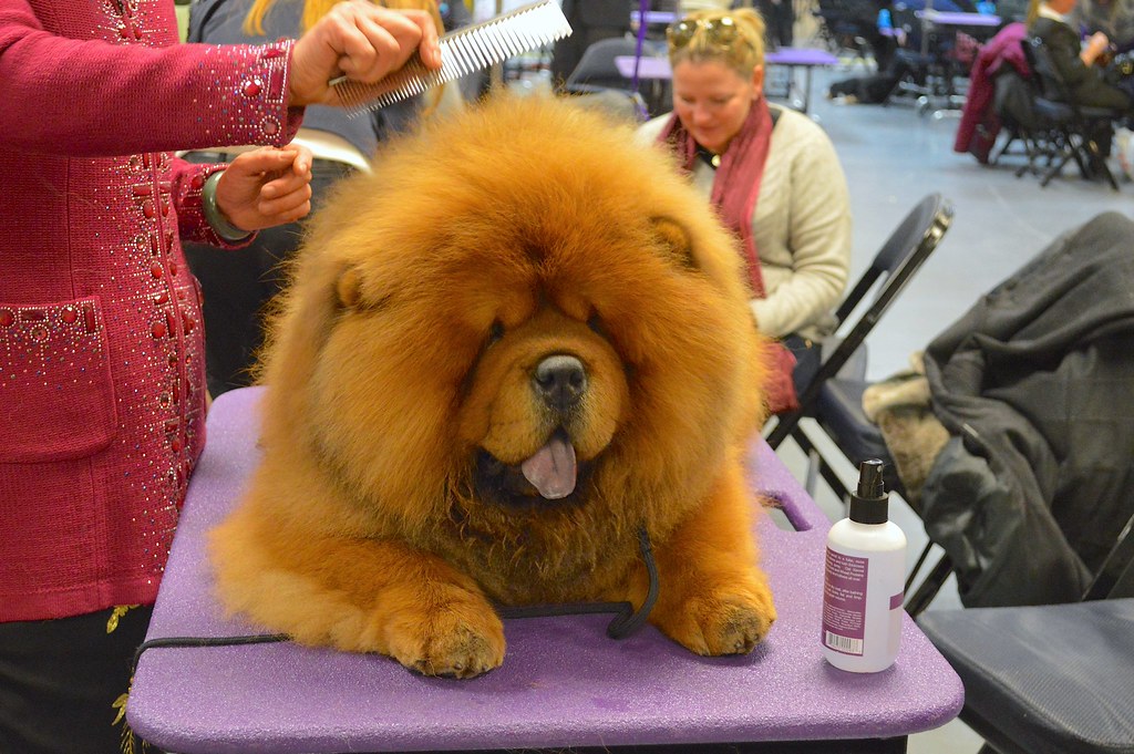 Dog Grooming Basics for the Nervous First-Timer