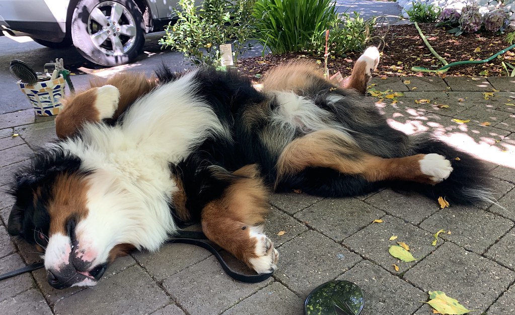 Dog Grooming Basics for the Nervous First-Timer