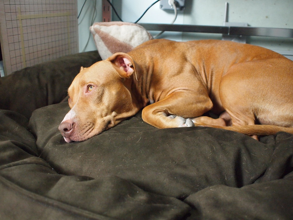 Dog Vaccinations: A Plain Guide to What Your Dog Needs and When