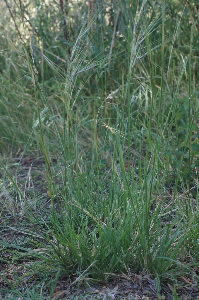 Fall Feeding and Aeration: The Lawn Work That Decides Spring