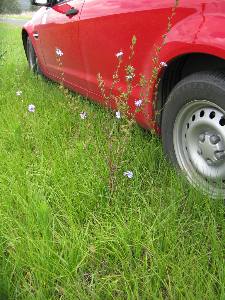 Fall Feeding and Aeration: The Lawn Work That Decides Spring
