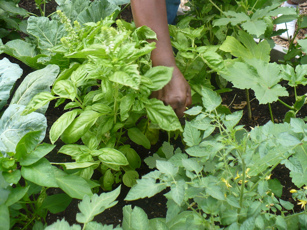 Pest Control That Won't Poison Your Vegetable Patch