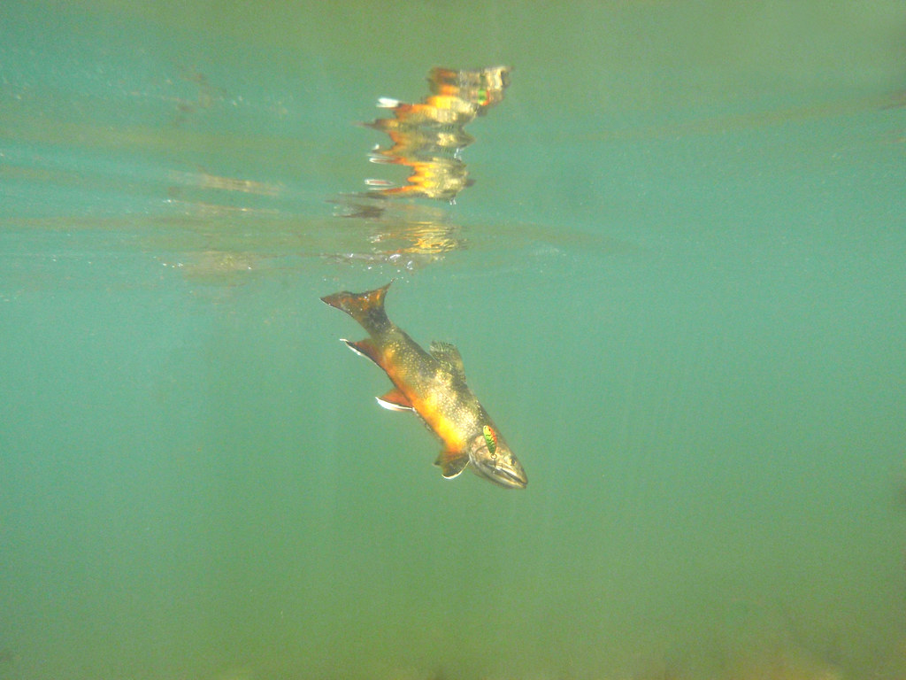 Trout Fishing Tips: Dry Flies and Clean Presentation