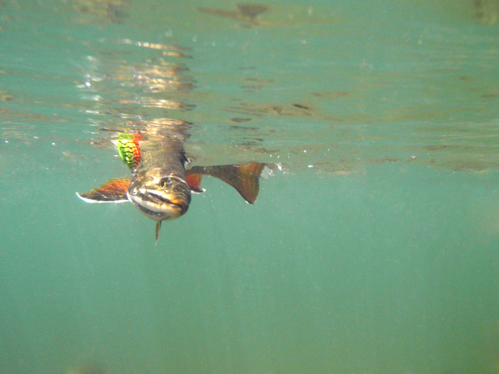 Trout Fishing Tips: Dry Flies and Clean Presentation